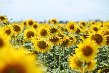 Yazın ayçiçeği tarlası