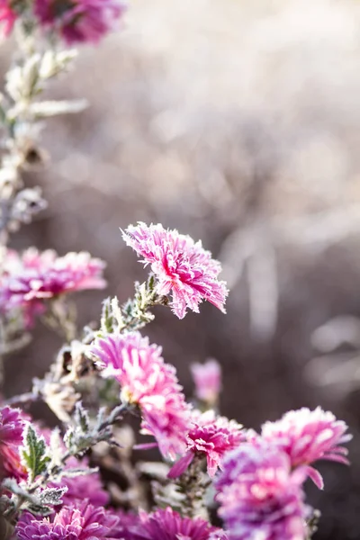 Flores Cereja Rosa Branca Arbusto Fundo Desfocado Close — Fotografia de Stock