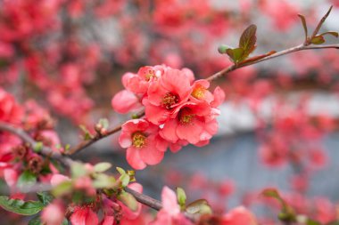 Bahçedeki güzel pembe çiçekler