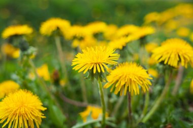 Yeşil arka planda sarı karahindiba, yaz bitkisi, doğada çiçekler.