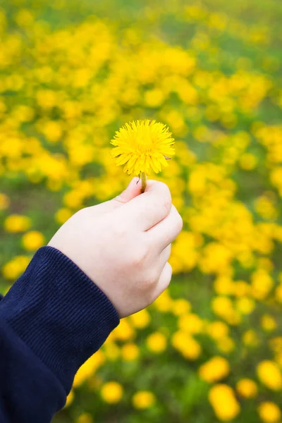 Mano Mujer Sosteniendo Diente León Sobre Fondo Amarillo — Foto de Stock