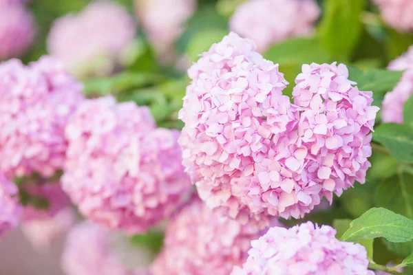 Beautiful Pink Hydrangea Flowers Garden — Stock Photo, Image