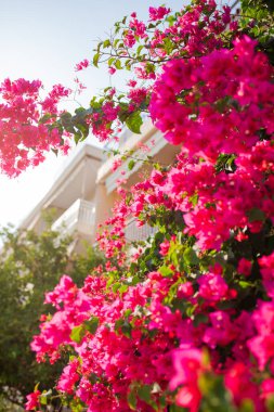 beautiful blooming flower at the park in the summer