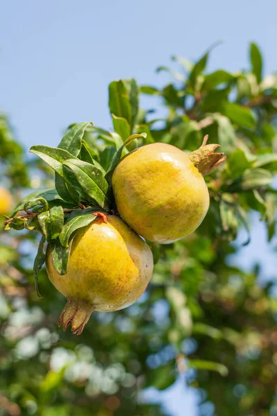 緑の葉で木の枝にレモンを熟す 夏の晴れた日 — ストック写真