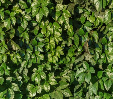 Park bitkilerinin kusursuz dokusu.