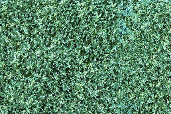 Seamless Horizontal Texture Leaves Wall Lawn — Stockfoto