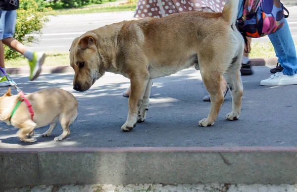 Möte Med Två Hundar För Parning Stora Och Små Hundar — Stockfoto
