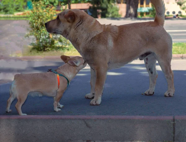 Spotkanie Dwóch Psów Godów Duże Małe Psy — Zdjęcie stockowe