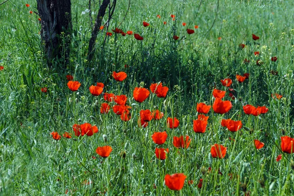 Des Coquelicots Écarlates Sur Terrain Gros Plan — Photo