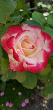 Bahçedeki güzel kırmızı gül