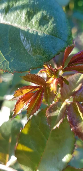 Herfstbladeren Gebladerte Herfstseizoen Flora — Stockfoto