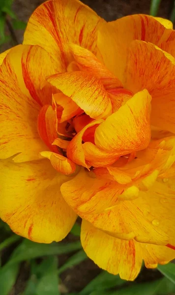 Žlutý Pomerančový Tulipán — Stock fotografie