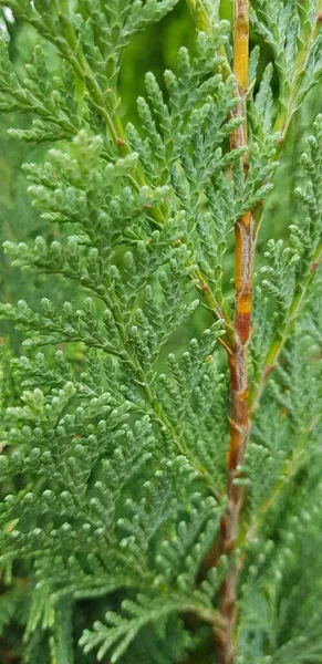 Güzel Koyu Yeşil Thuja — Stok fotoğraf