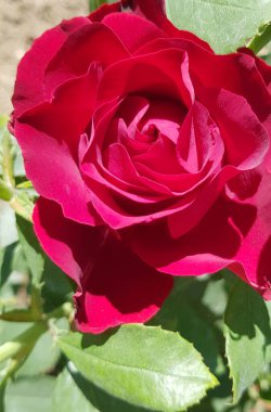 Koyu kiraz çiçeği gülü