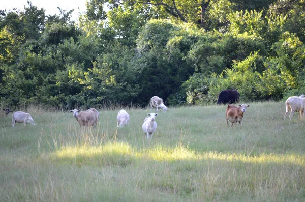 Κοπάδι Ξυρισμένα Μακριά Μαλλιά Πρόβατα Ένα Πεδίο Tennessee — Φωτογραφία Αρχείου