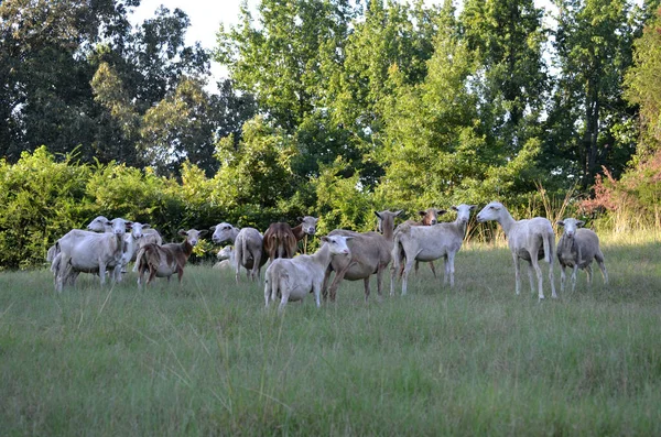 Flock Shaved Long Haired Sheep Tennessee Field — ストック写真