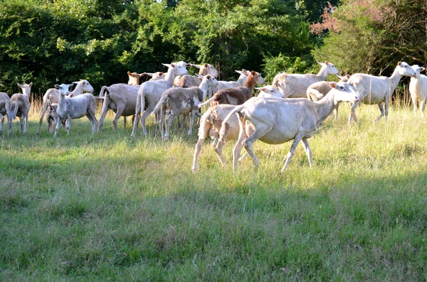 Rebanho Ovelhas Rapadas Pêlo Comprido Campo Tennessee — Fotografia de Stock