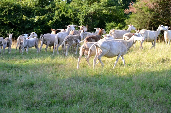 Flock Shaved Long Haired Sheep Tennessee Field — Stock Fotó