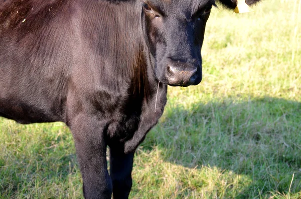 Czarna Krowa Spacerująca Przez Pole Tennessee — Zdjęcie stockowe