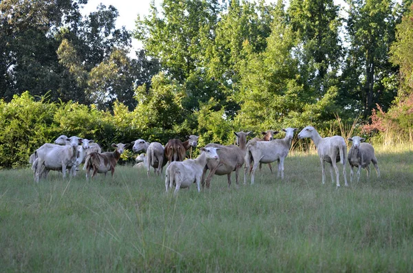Flock Shaved Long Haired Sheep Tennessee Field Royaltyfria Stockbilder