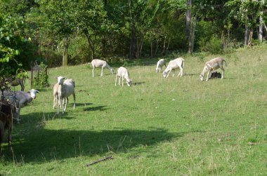 Bir Tennessee tarlasında uzun tüylü koyun sürüsü 