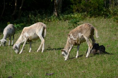 Tennessee 'de bir çiftlikte koyun