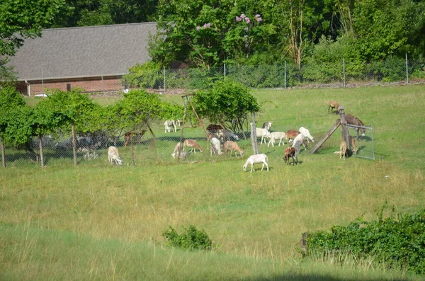 Вівці Фермі Теннессі — стокове фото