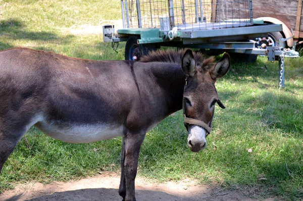 Donkey Farm Tennessee — Stock Fotó