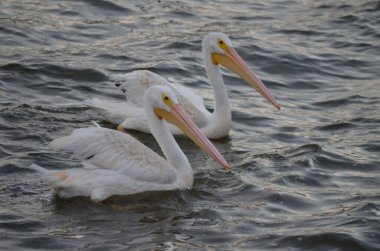 two white pelicans floating on the water