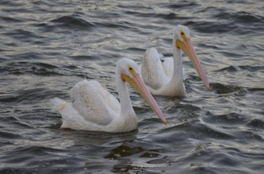 two white pelicans floating on the water