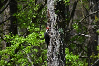 Ağaçkakan ağaçkakan ağaçta böcek arıyor.