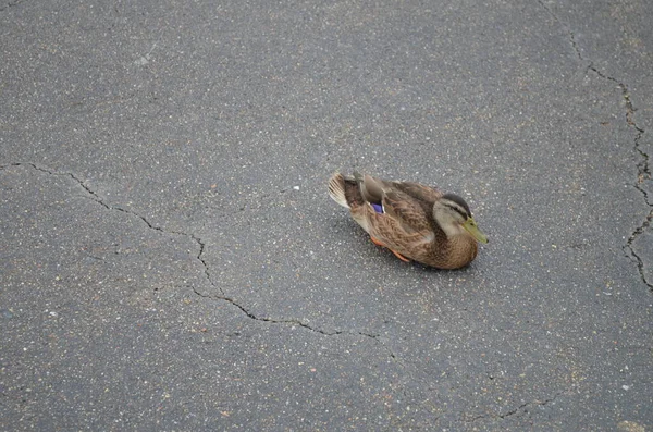 Pato Mallard Fêmea Sentado Asfalto — Fotografia de Stock