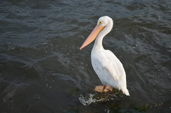 American White Pelican Standing Water — Stockfoto