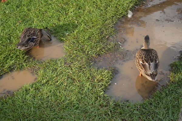 mallard ducks by a water puddle