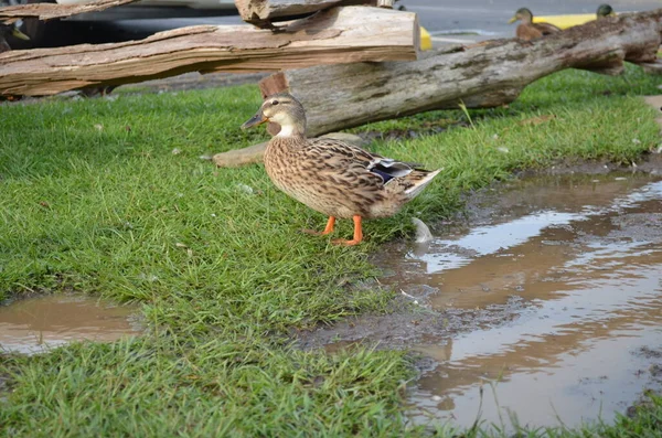Mallard Ducks Water Puddle — 스톡 사진