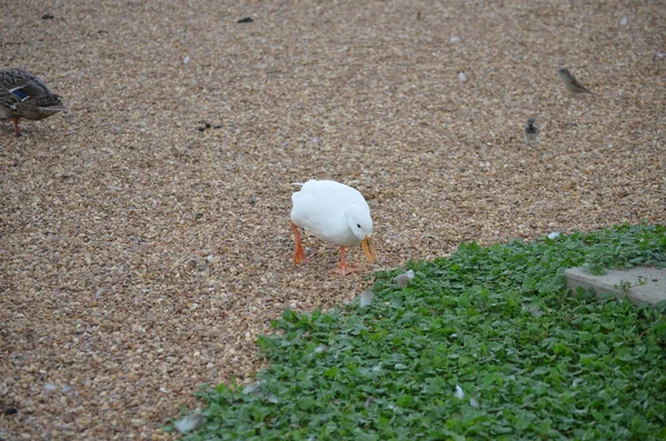 Pato Blanco Americano Pekin — Foto de Stock