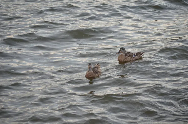 Deux Canards Colverts Femelles Flottant Sur Lac — Photo