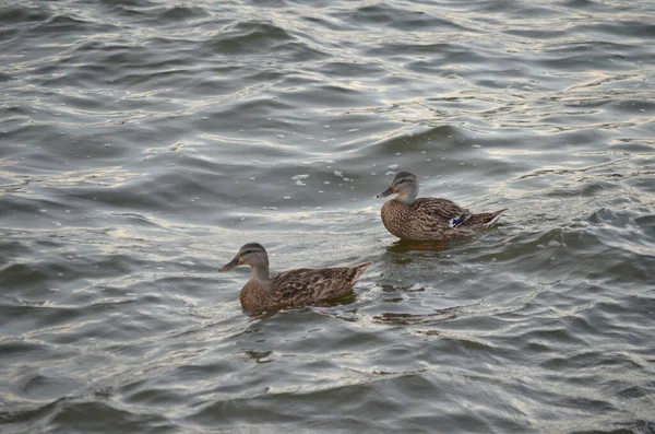 Deux Canards Colverts Femelles Flottant Sur Lac — Photo