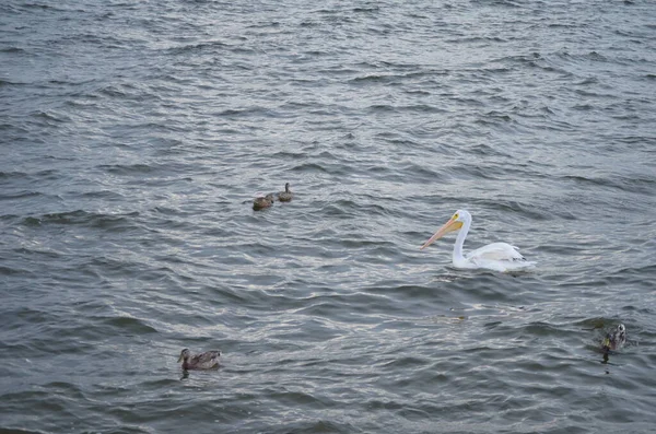 White Pelican Floating Water Two Ducks — Fotografia de Stock