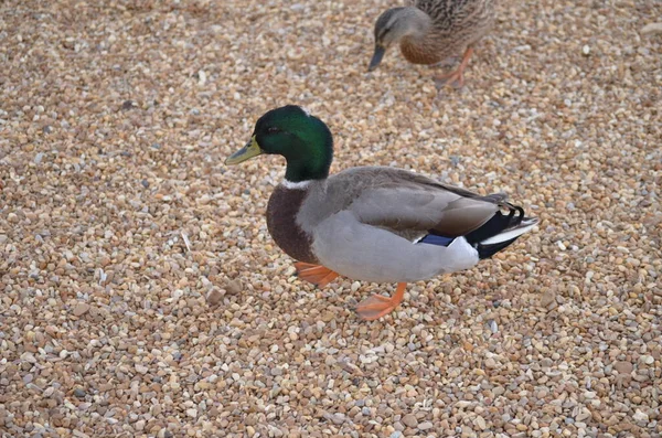 Pato Mallard Macho Caminhando Através Cascalho — Fotografia de Stock