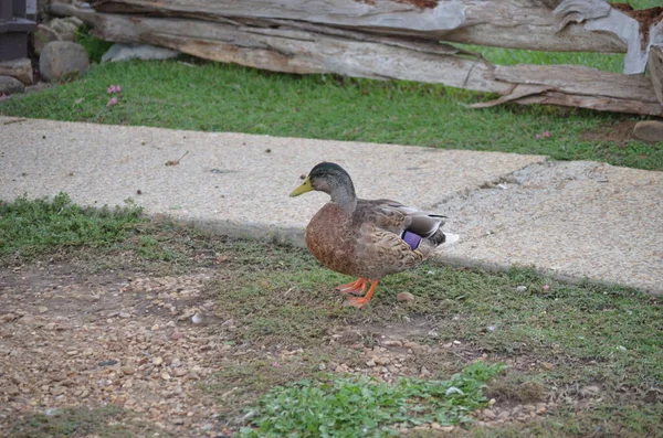 mallard ducks by a water puddle