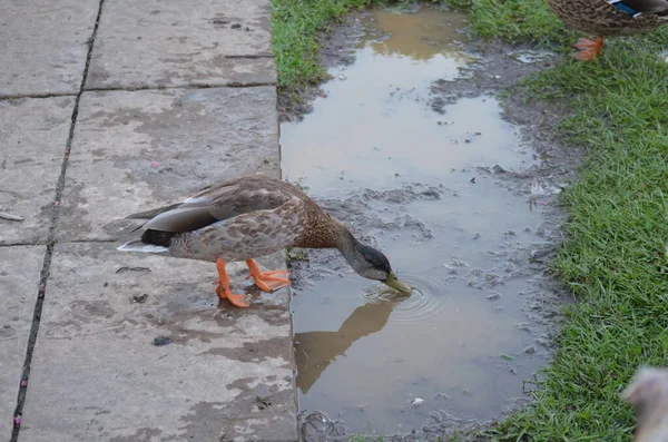 Mallard Ducks Water Puddle — Stock Photo, Image