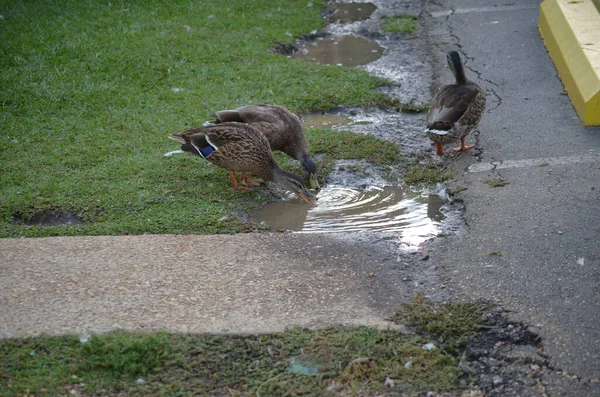 Mallard Ducks Water Puddle — Fotografia de Stock