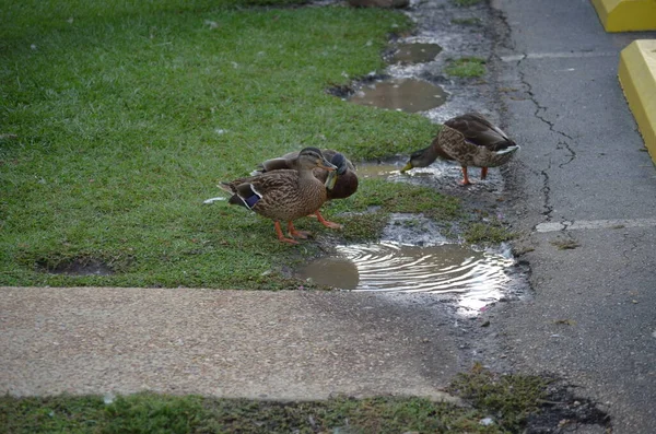 Mallard Ducks Water Puddle — 스톡 사진