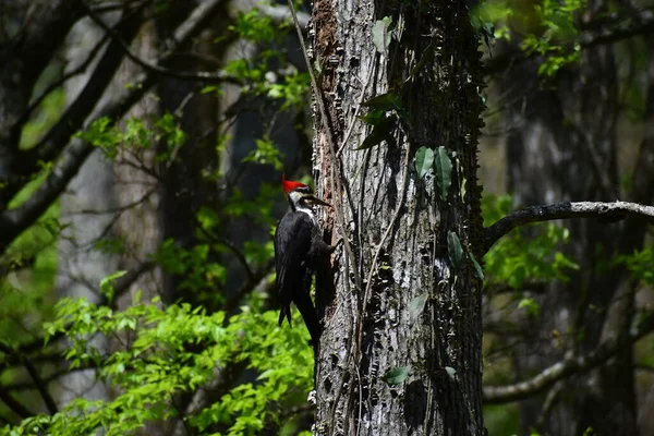 Pileated Woodpecker Looking Insects Tree — ストック写真