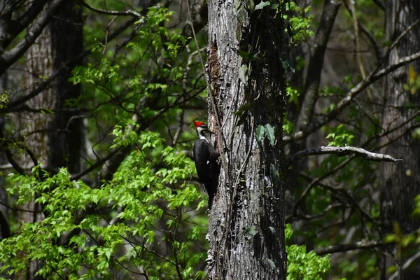 Pic Pilé Recherche Insectes Dans Arbre — Photo