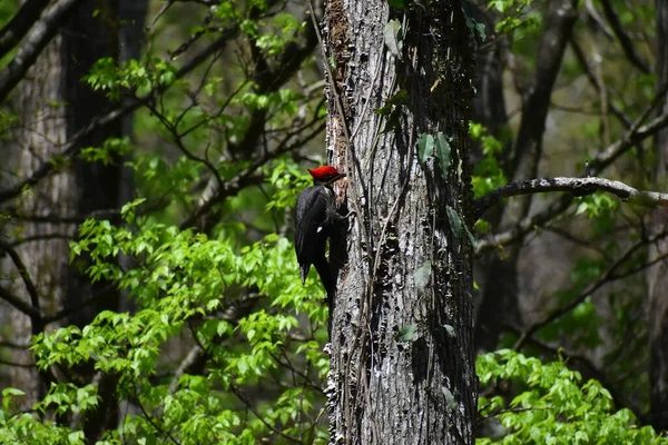 Pileated Woodpecker Looking Insects Tree — Stok fotoğraf