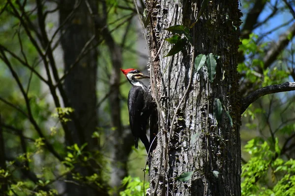 Pic Pilé Recherche Insectes Dans Arbre — Photo