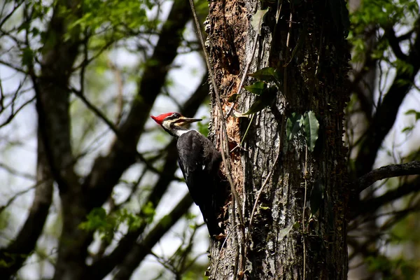 Pileated Woodpecker Looking Insects Tree — Stockfoto