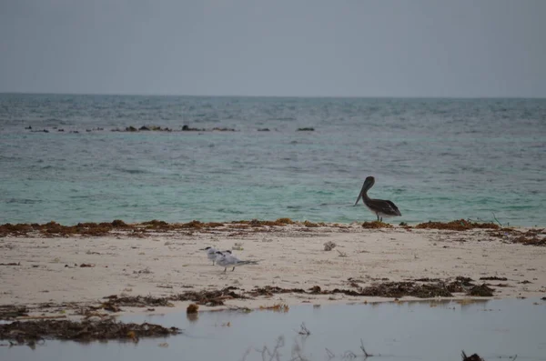 Seabirds Beach Island Barbuda — Stock Photo, Image
